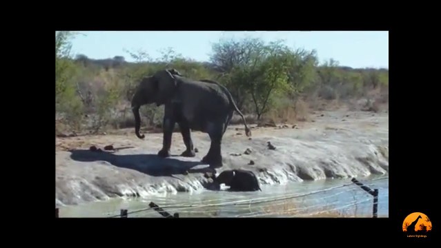 Herd Of Elephants Rescues A Calf - So Beautiful! - Latest Sightings