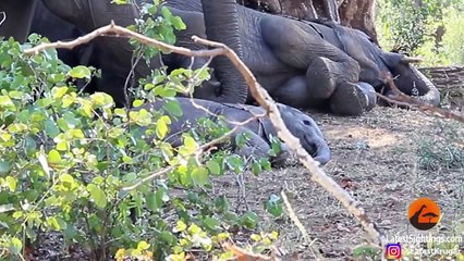 How to Wake Up a Baby Elephant