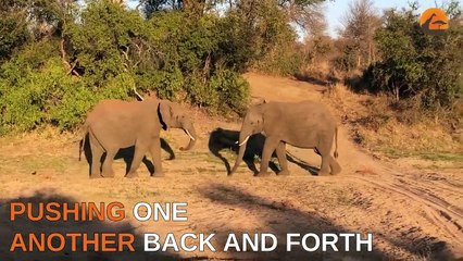 Mommy Elephant Teaches Baby Not to Charge Car