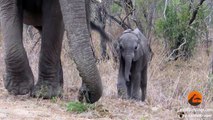 Mother Elephant Protects Calf From Tourists