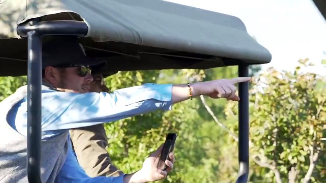 One Lioness Tries to Hunt Elephant
