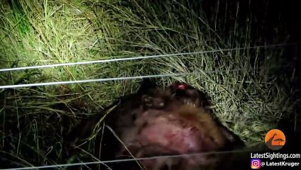 2 Hyenas Brutally Attack Another Hyena