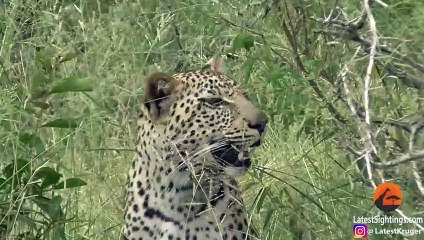 Half an Impala Tries Escaping Hyena