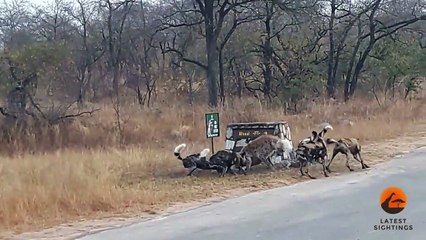 Hyena Cornered by Wild Dogs Calls for Backup!