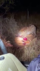 Hyena eats buck while it cries for help