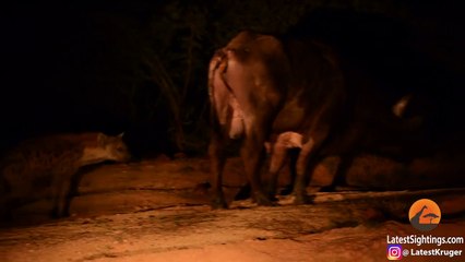 Hyena Grabs Buffalo by the Balls!