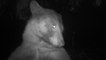 Bear appears to pose for hundreds of selfies on wildlife camera