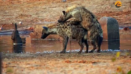 HYENA PASSES OUT AFTER HAPPY ENDING