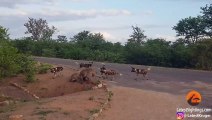 Hyena Protects Den From Intruding Wild Dogs