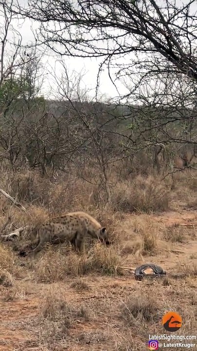 Hyena Steals Impala from Python