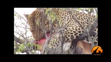 Leopard In Tree With A Kill, Hyena Underneath - 1st September 2013 - Latest Sightings