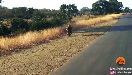 Three-Legged Hyena Falls Right Into Lion's Trap