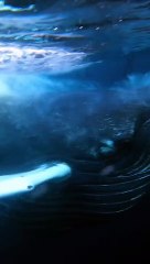Humpback Whale Hurtles Past Diver