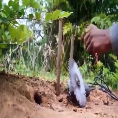 Tools Catch Big Snake in Hole