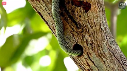 7 Incredible Moments Snakes Swallow Everything   Wild Animals World