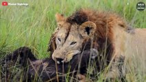 7 Terrifying Moments Lion Hunting Warthog - Wild Animal World