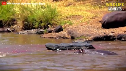 15 Best Moments HIPPO Vs CROCODILE You've Never Seen Before - Wildlife Moments