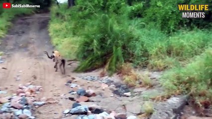15 Best Moments HYENAS Fight You've Never Seen - Wildlife Moments