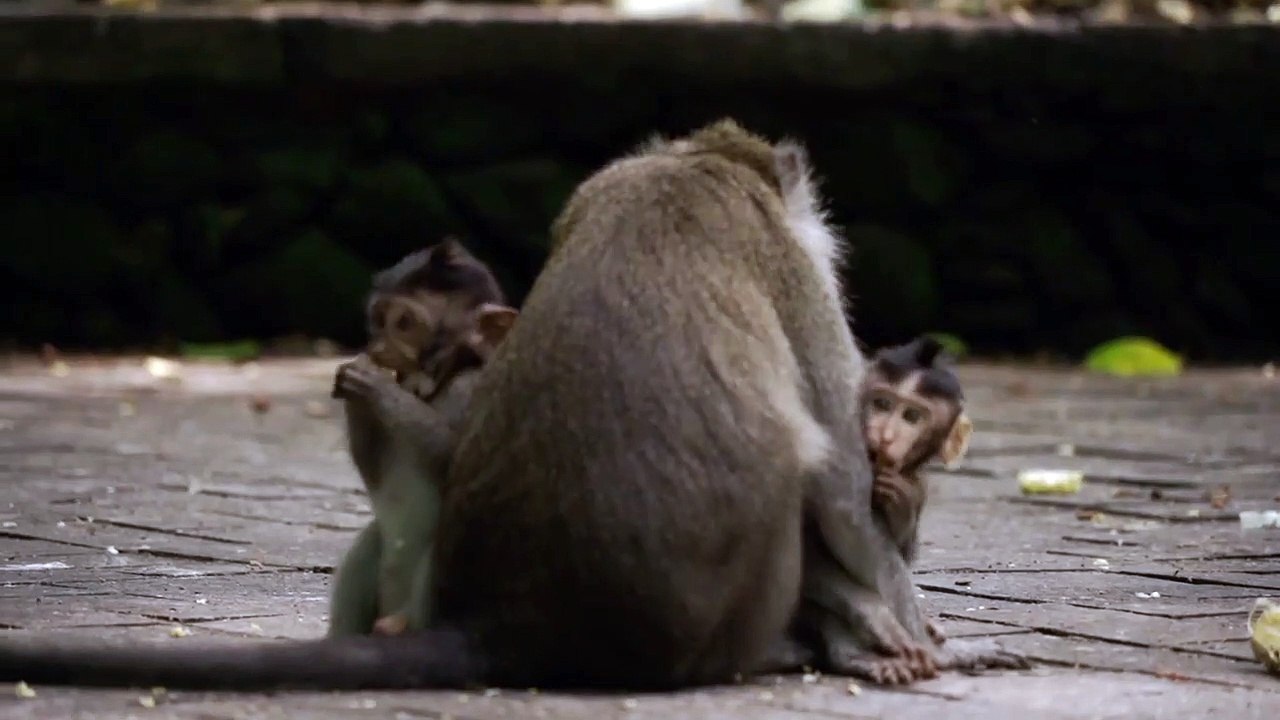 Most Adorable Baby Monkey With Mother   || Cute Monkey Vídeos Compilation.