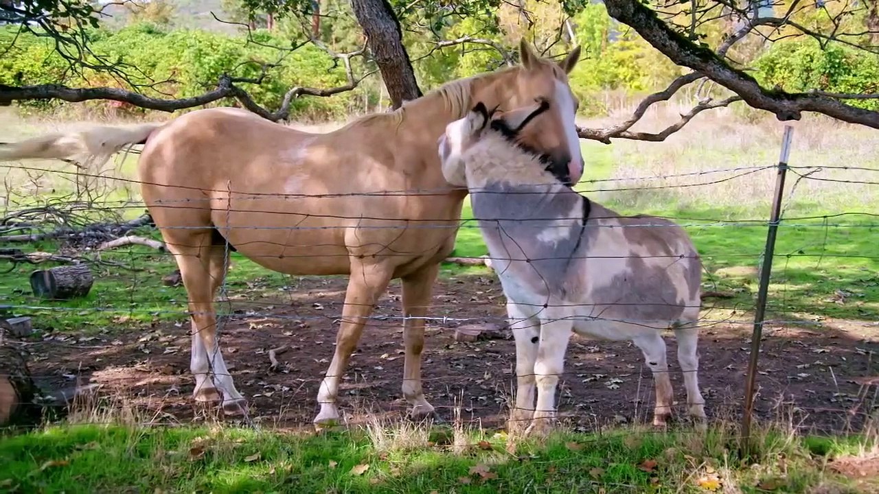 Growing Belushi - Se1 - Ep02 - A Mission from God HD Watch