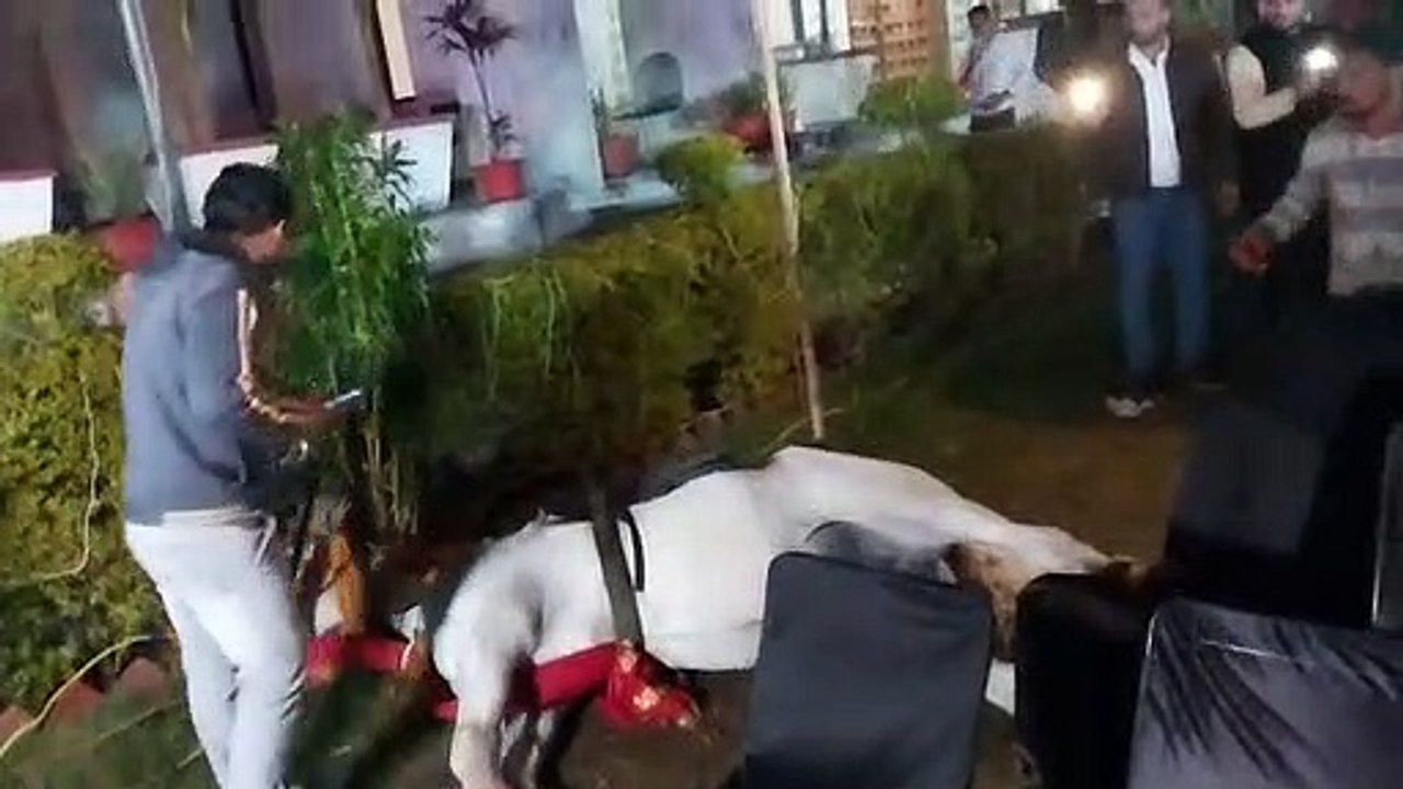 Mare dies due to electrocution at wedding