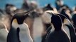 Το Ταξίδι του Αυτοκρατορικού πιγκουίνου - Ντοκιμαντέρ μεταγλωττισμένο στα Ελληνικά