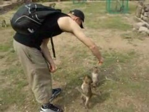Singes Lopburi Temple Thailande 2008 Globe trotter sac à dos