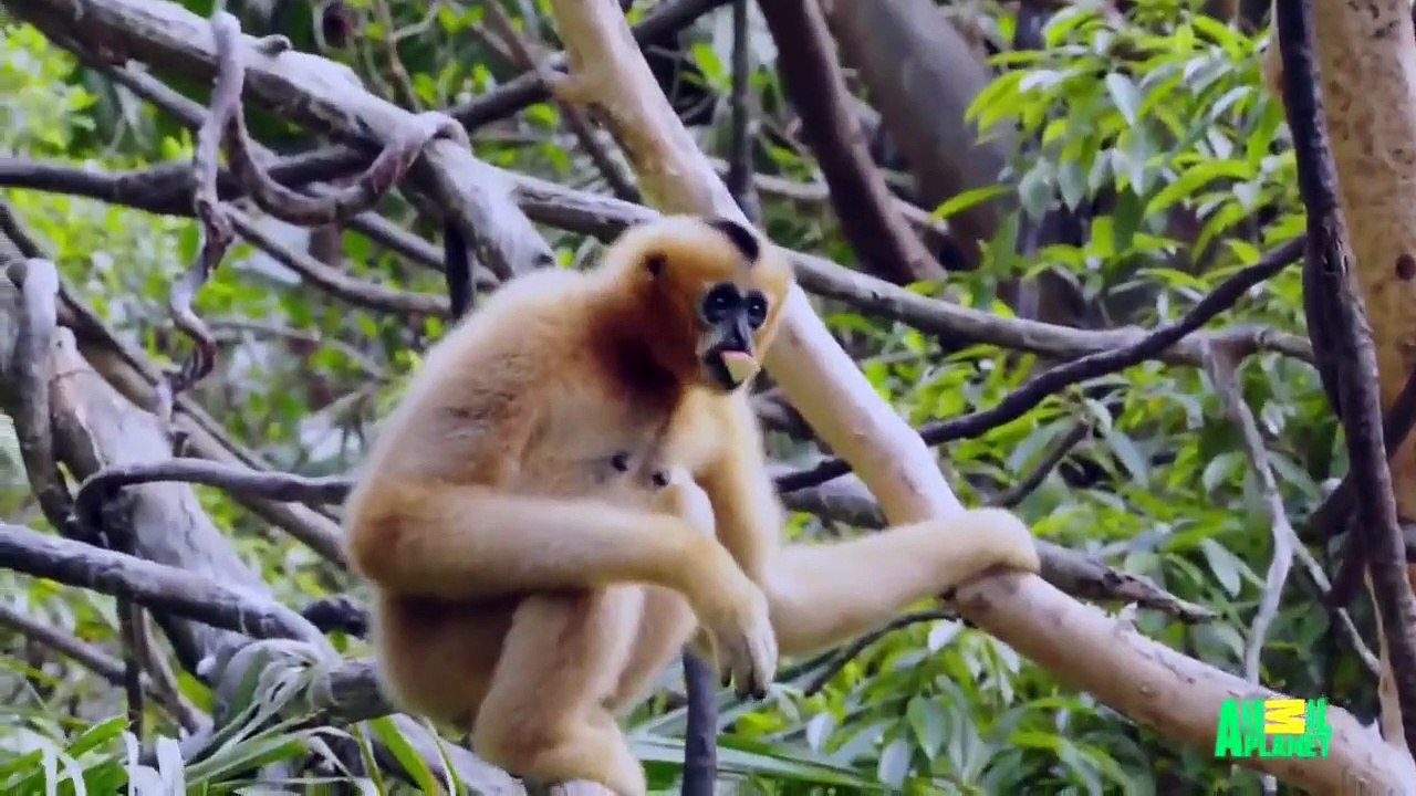 The Zoo (2017) - Se2 - Ep07 - The Eagle Has Landed HD Watch