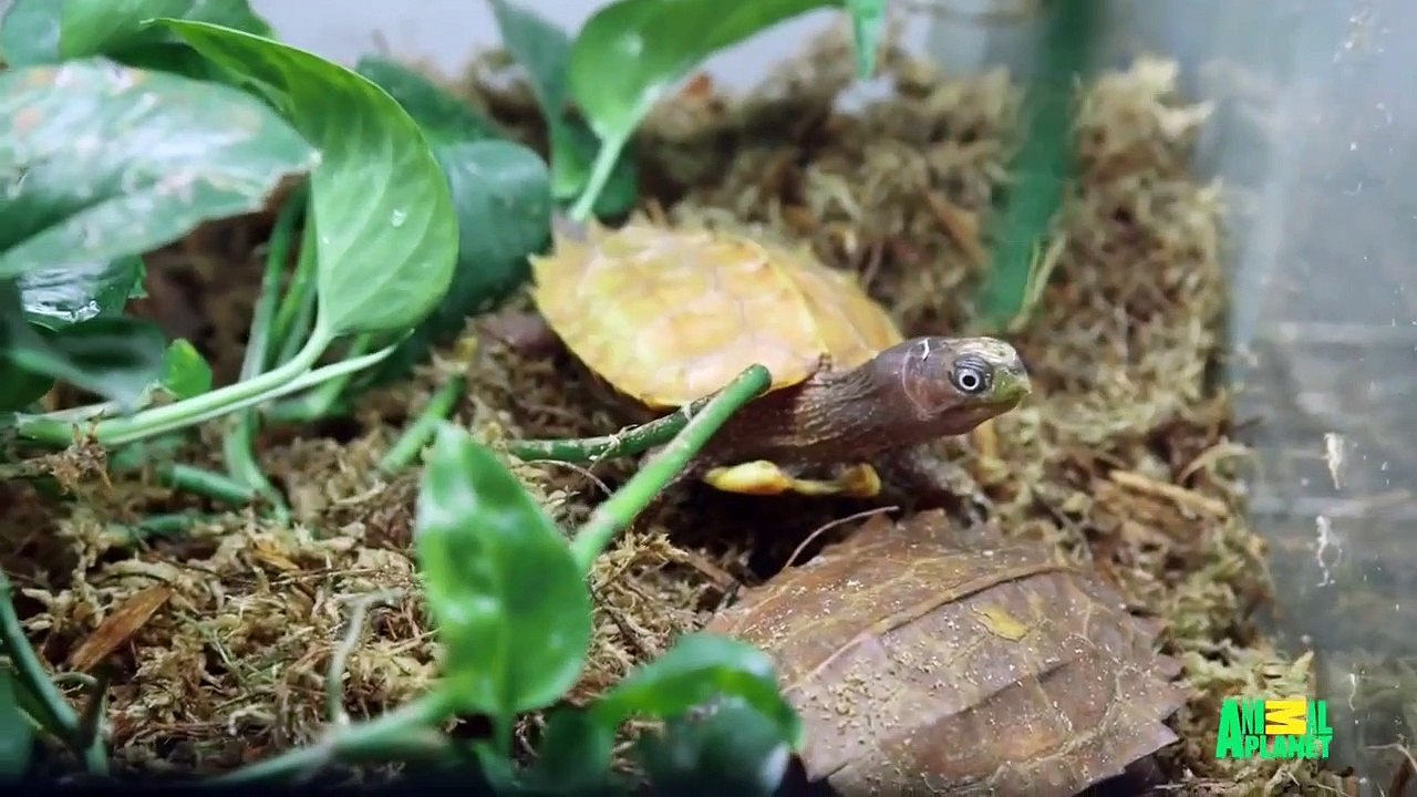 The Zoo (2017) - Se2 - Ep10 - A Gorilla with Heart HD Watch