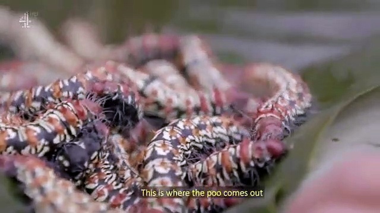 Extreme tribe - the last pygmies - se1 - ep01 hd watch