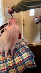 Pig Enjoys Second Breakfast