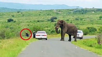 Man Ditches Toyota to Run Away from Elephant!