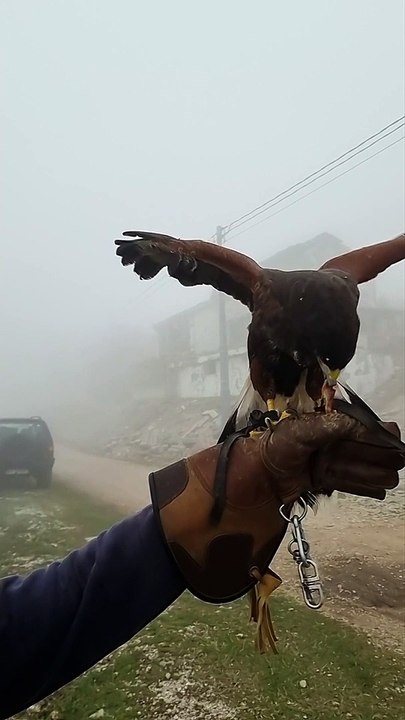 Falcon Flies Down for a Snack
