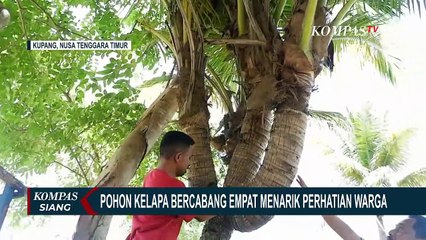 Unik, Inilah Bentuk Pohon Kelapa Bercabang Empat di NTT