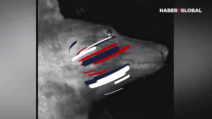 Vahşi yaşam kamerasında 400 kez özçekim yapan ayı ilgi odağı oldu