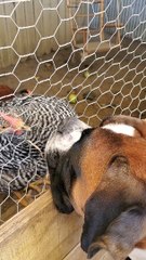 Dog Sits and Watches His Chicken Friend