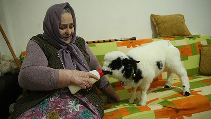 Kuzusu "Boncuk"u evinde besliyor