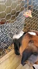 Dog Sits and Watches His Chicken Friend