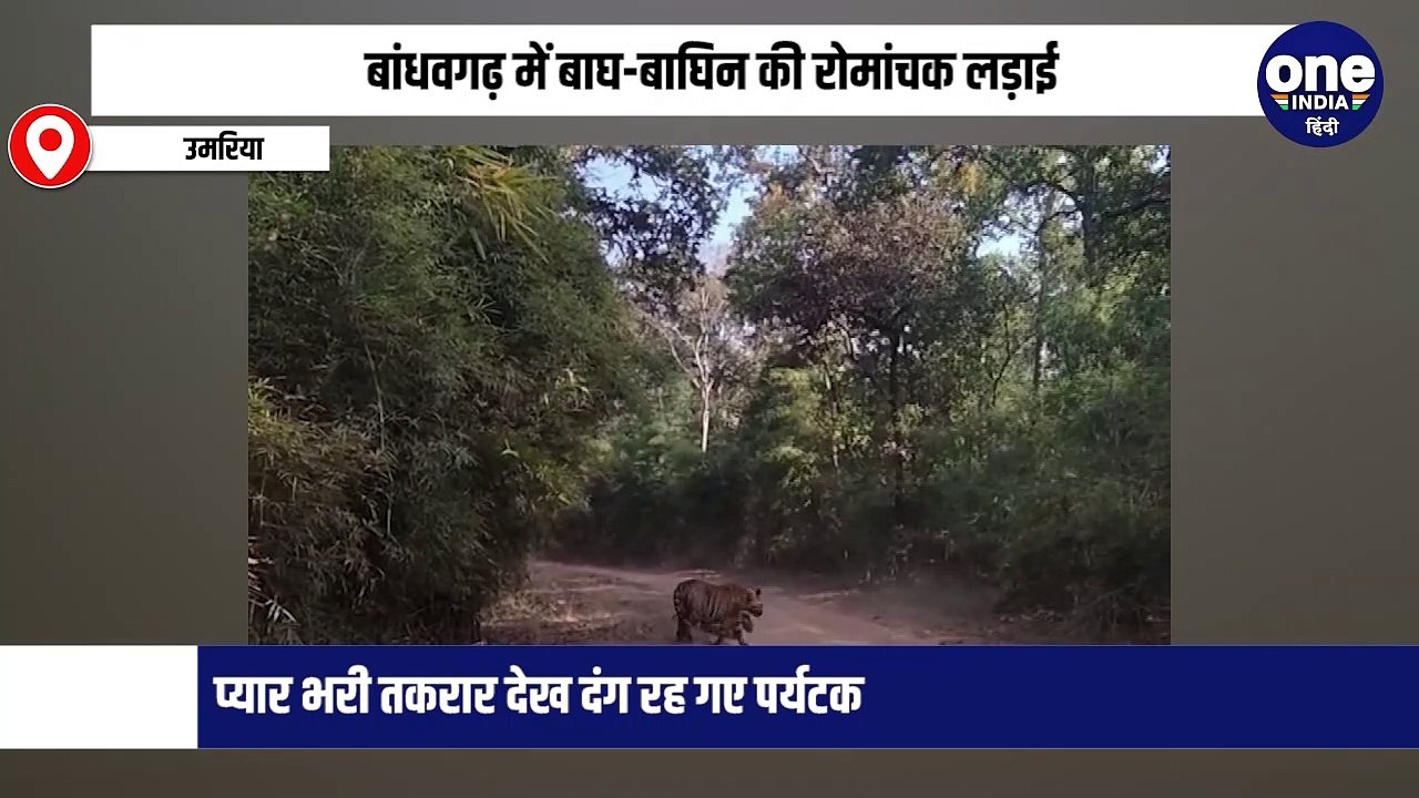 बांधवगढ़ में बाघ-बाघिन की रोमांचक लड़ाई, प्यार भरी तकरार देख दंग रह गए पर्यटक