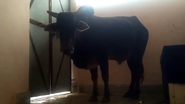 सीढिय़ों से चढकऱ चौथी मंजिल तक पहुंचे बैल का हुआ रेस्क्यु