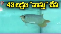 Special Report On Albino Chill Red Costliest Fish In Petex India Exhibition | V6 News