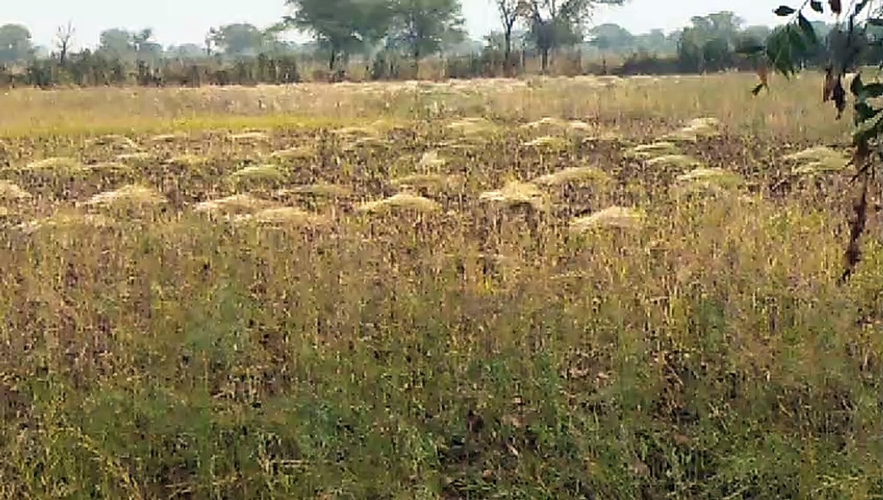 ओलावृष्टि से फसल खराब बीमित किसानों को मिलेगा बीमा सुविधा का लाभ