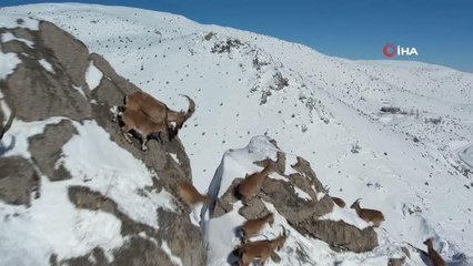 Nesli Tükenmekte Olan Yaban Keçileri Kayseri'de Yeniden Hayat Buldu