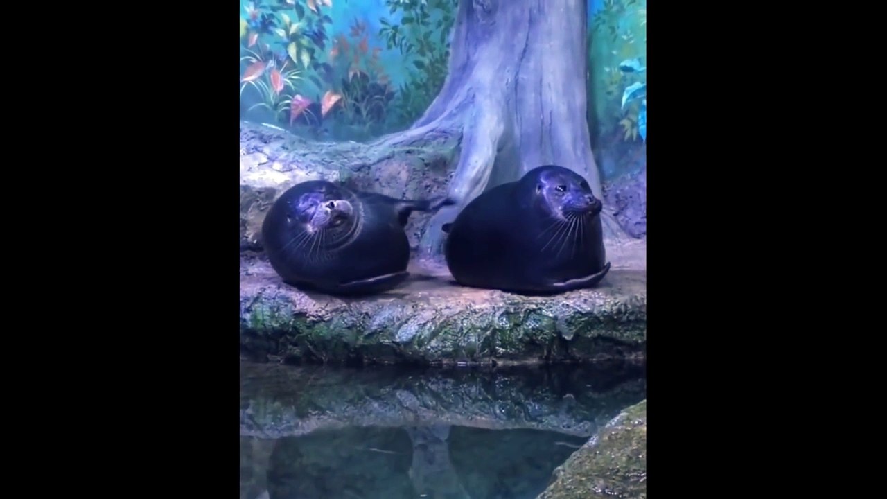 Cute baby animals Videos Compilation cute moment of the animals - Cutest Animals