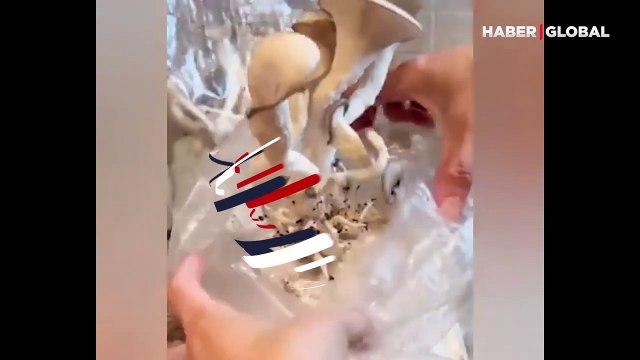 Tuvalet kağıdını kaynatıp, içerisinde yetiştirdikleri şoke etti: 'Devasa istiridye mantarı'