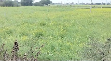 बिन मौसम बारिश फसलों के लिए बनी अमृत