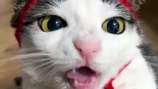 Cat funny video compilation - funny video compilation of cat
