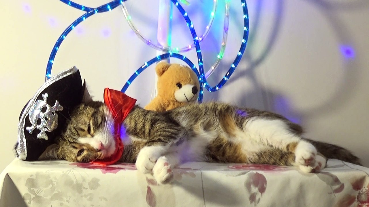 Captain Cat Is Drunk