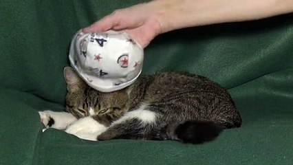 Funny Cat Puts on His Cap