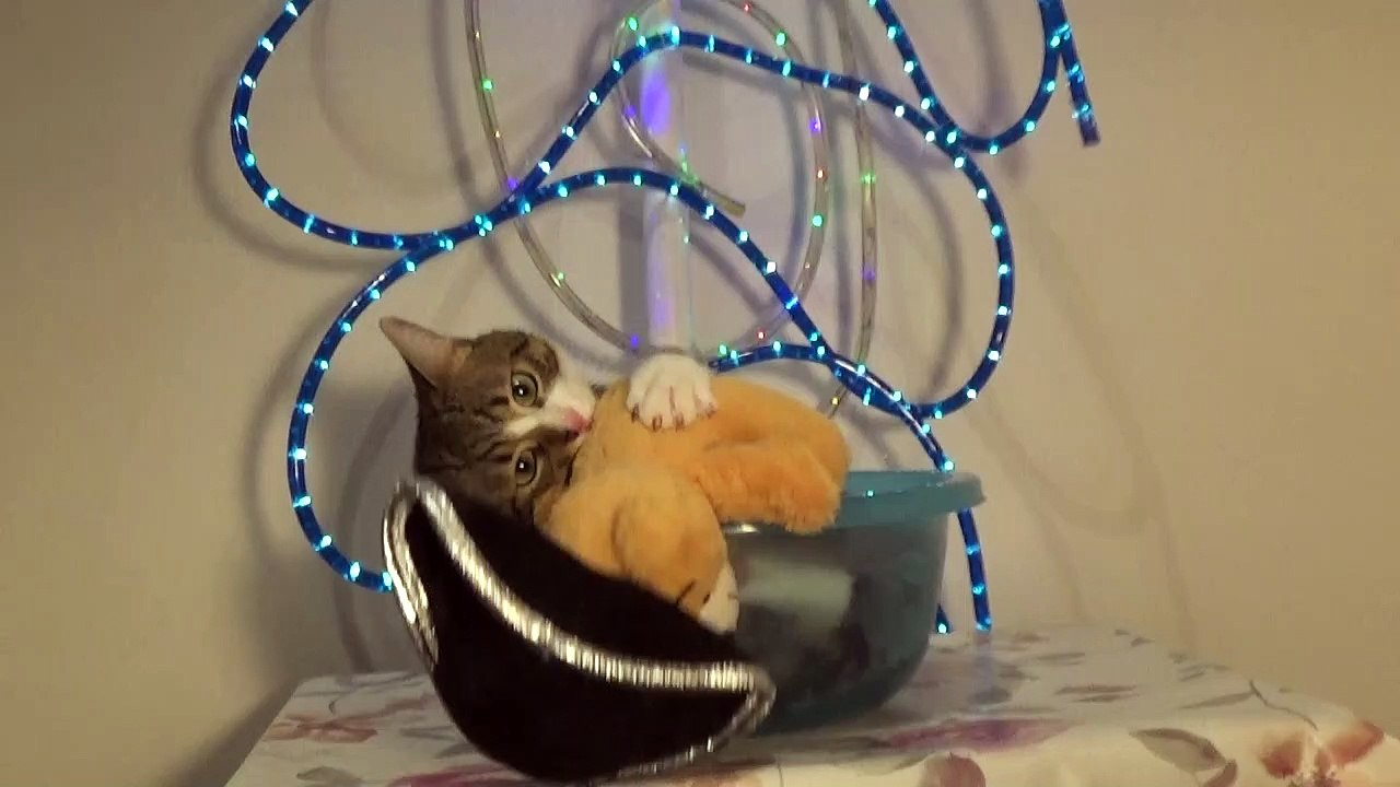 Naughty Cat Falls off the Table